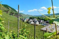 Vineyards on the hills along the moselle river royalty free stock images Vineyards on the hills along the moselle river royalty free stock images