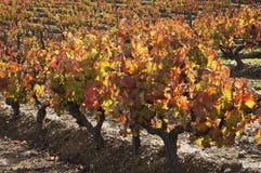 Vineyards In The Fall Royalty Free Stock Photo