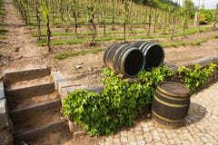 Vineyards In Troja Royalty Free Stock Photography
