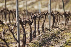 Vineyards In Winter Royalty Free Stock Images