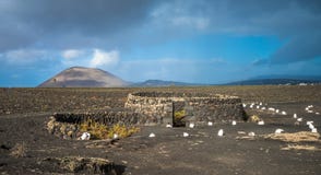 Vineyards in La Geria, Lanzarote, Canary Islands, Spain Royalty Free Stock Photos Vineyards in La Geria, Lanzarote, Canary Islands, Spain Royalty Free Stock Photos
