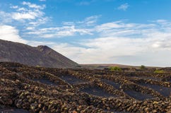 Vineyards on volcanic land in Lanzarote royalty free stock photo Vineyards on volcanic land in Lanzarote royalty free stock photo