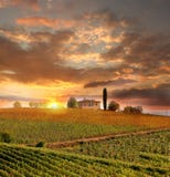 Vineyeard em Chianti, Toscânia, Italia, terras famosas imagem de stock Vineyeard em Chianti, Toscânia, Italia, terras famosas imagem de stock