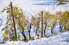 Vingård i vinter royaltyfri fotografi Vingård i vinter royaltyfri fotografi