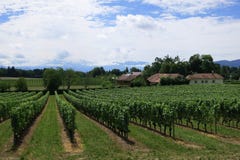 Vingård nära sjöGenève- och schweizareberg, Schweiz royaltyfria foton Vingård nära sjöGenève- och schweizareberg, Schweiz royaltyfria foton