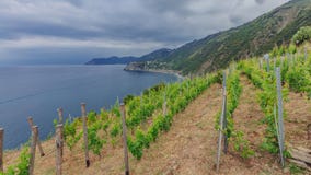 Vingård vid kusten nära Manarola, Cinque Terre, Italien arkivbilder Vingård vid kusten nära Manarola, Cinque Terre, Italien arkivbilder