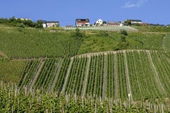 Vinhedos na vila do vinho de Moselle, Alemanha imagens de stock Vinhedos na vila do vinho de Moselle, Alemanha imagens de stock