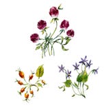 Vinheta das flores Ilustração do desenho da mão da aquarela ilustração royalty free Vinheta das flores Ilustração do desenho da mão da aquarela ilustração royalty free