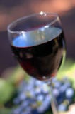 Vinho vermelho
