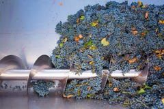 Vinificación del destemmer de la trituradora del sacacorchos con las uvas imagenes de archivo Vinificación del destemmer de la trituradora del sacacorchos con las uvas imagenes de archivo
