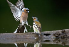 Vink, Pospolita zięba, Fringilla coelebs obraz royalty free Vink, Pospolita zięba, Fringilla coelebs obraz royalty free