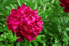 Vinous peony σε έναν κήπο στοκ εικόνες με δικαίωμα ελεύθερης χρήσης Vinous peony σε έναν κήπο στοκ εικόνες με δικαίωμα ελεύθερης χρήσης