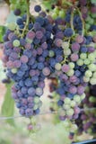 vinranka royaltyfria bilder vinranka royaltyfria bilder
