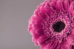 Vintage beautiful single gerbera daisy flower head in water drops. Greeting card for birthday, mother or womans day. Macro. stock photography Vintage beautiful single gerbera daisy flower head in water drops. Greeting card for birthday, mother or womans day. Macro. stock photography