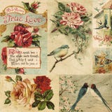 Vintage Bird And Flowers Collage Background Stock Photo Vintage Bird And Flowers Collage Background Stock Photo