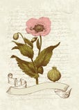 Vintage Card with Poppy flower vector illustration Vintage Card with Poppy flower vector illustration