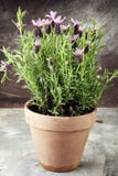 Vintage style flower pot and potted lavender plants. stock image Vintage style flower pot and potted lavender plants. stock image