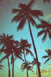Vintage Tropical Palms Royalty Free Stock Photos