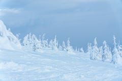 vinter för skogliggandesnow Trees i snowen Himlen och träden royaltyfri foto vinter för skogliggandesnow Trees i snowen Himlen och träden royaltyfri foto
