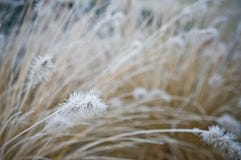 Vinterfrost på dekorativt gräs för främre gård royaltyfria bilder Vinterfrost på dekorativt gräs för främre gård royaltyfria bilder