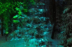 Vintersikt: gran i nattskogen som dekoreras med julgirlanden arkivbild Vintersikt: gran i nattskogen som dekoreras med julgirlanden arkivbild