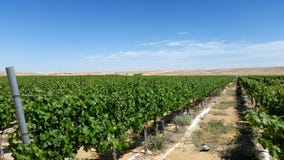 Vinyards growith στην έρημο στοκ εικόνα Vinyards growith στην έρημο στοκ εικόνα