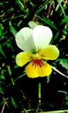 A viola tricolor blooming stock images A viola tricolor blooming stock images