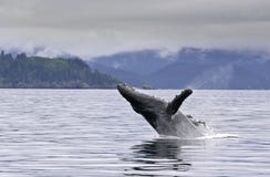 Violazione della balena nel mare d'Alasca Immagini Stock Libere da Diritti Violazione della balena nel mare d'Alasca Immagini Stock Libere da Diritti