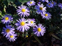 Viole dei fiori sulle vie immagine stock Viole dei fiori sulle vie immagine stock