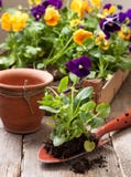 Viole del pensiero del trapianto della primavera fotografia stock Viole del pensiero del trapianto della primavera fotografia stock