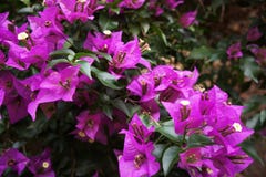 A violet blossoming beegevilia on a summer day in hot weather royalty free stock photos A violet blossoming beegevilia on a summer day in hot weather royalty free stock photos