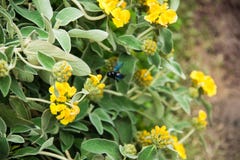 Violet Carpenter Bee in einem Blumenhintergrund stockfotos Violet Carpenter Bee in einem Blumenhintergrund stockfotos