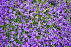 Violet colored Campanula muralis flowers as a background growing in the garden stock images Violet colored Campanula muralis flowers as a background growing in the garden stock images