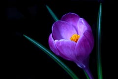 Violet Crocus spring flower Royalty Free Stock Photography Violet Crocus spring flower Royalty Free Stock Photography