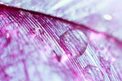 Violet feather with big transparent drop of water dew stock illustration Violet feather with big transparent drop of water dew stock illustration