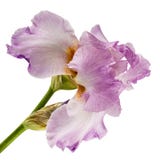 Violet flower of iris, isolated on white background Royalty Free Stock Image Violet flower of iris, isolated on white background Royalty Free Stock Image