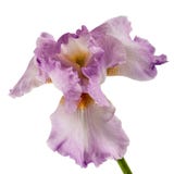 Violet flower of iris, isolated on white background Stock Images Violet flower of iris, isolated on white background Stock Images