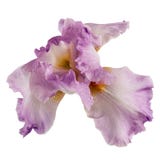 Violet flower of iris, isolated on white background Royalty Free Stock Photos Violet flower of iris, isolated on white background Royalty Free Stock Photos