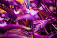 Violet flower on plant background. Violet flower on violet plant background Stock Image Violet flower on plant background. Violet flower on violet plant background Stock Image