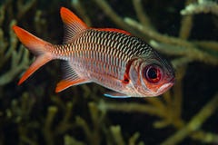 violet solderfish bigeye red fish