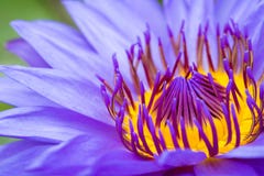 Violet Water Lily Stock Photo Violet Water Lily Stock Photo