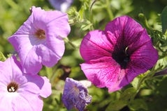 Violeten blommar petunian på en sommardag royaltyfri bild Violeten blommar petunian på en sommardag royaltyfri bild