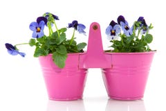 Violets For The Garden Stock Photo Violets For The Garden Stock Photo