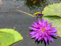 Violett lotusblomma i dammet med lotusblommabladet och den gulliga lilla fisken arkivfoto Violett lotusblomma i dammet med lotusblommabladet och den gulliga lilla fisken arkivfoto