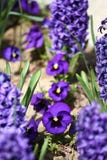 Violette bloemen Blauwe violette Viooltjes in de lente op een weide in groen gras in aard Bloemen patroon De lente en de zomerblo stock foto Violette bloemen Blauwe violette Viooltjes in de lente op een weide in groen gras in aard Bloemen patroon De lente en de zomerblo stock foto