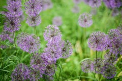 Violette bloemen op het groene gebied Desktopachtergrond royalty-vrije stock afbeeldingen Violette bloemen op het groene gebied Desktopachtergrond royalty-vrije stock afbeeldingen