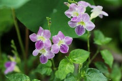 Violette chinoise, fleur de Coromandel, primevère du Gange, violette philippine image libre de droits Violette chinoise, fleur de Coromandel, primevère du Gange, violette philippine image libre de droits