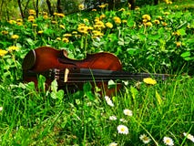 Violins and dandelions