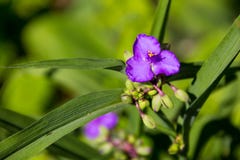 Virginia spiderwort Tradescantia virginiana in garden Stock Photos Virginia spiderwort Tradescantia virginiana in garden Stock Photos