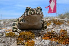 Viridis Bufo φρύνων στοκ εικόνες με δικαίωμα ελεύθερης χρήσης Viridis Bufo φρύνων στοκ εικόνες με δικαίωμα ελεύθερης χρήσης